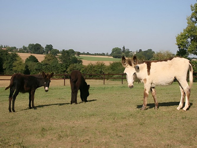 Equus Asinus Asinerie a Hieville prés de Lisieux Ânes dans le pré
