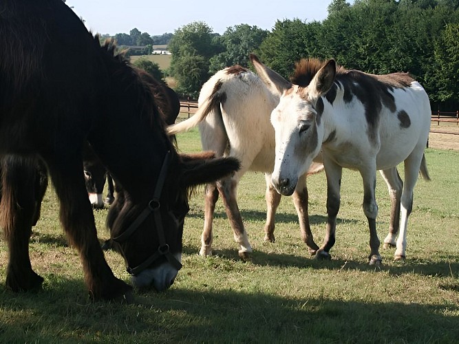 Equus Asinus Asinerie a Hieville prés de Lisieux Groupe d'ânes