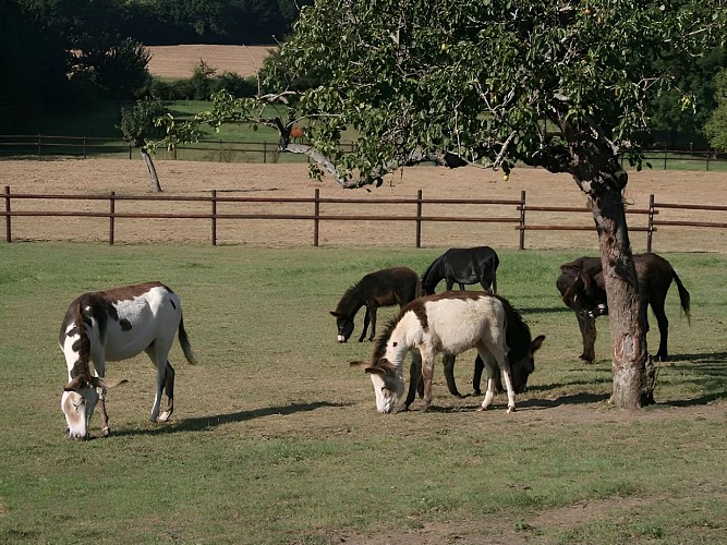 Equus Asinus Asinerie a Hieville prés de Lisieux Ânes sous le pommier