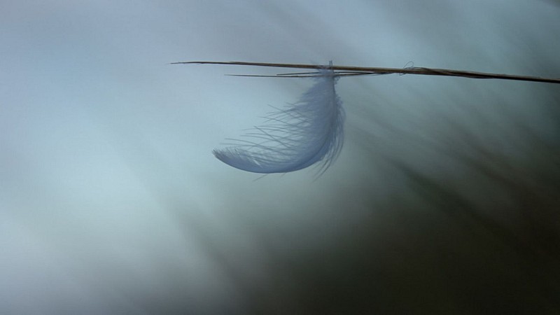 Balade photographique "Spécial minimalisme" dans le parc de Beaupréau