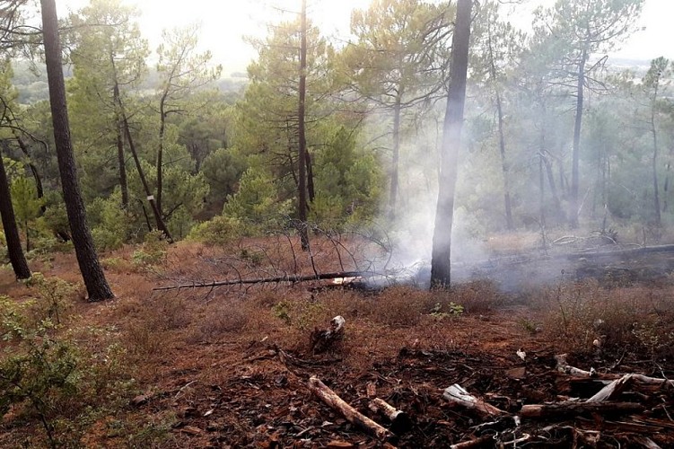 Reprise de feu dans la pinède