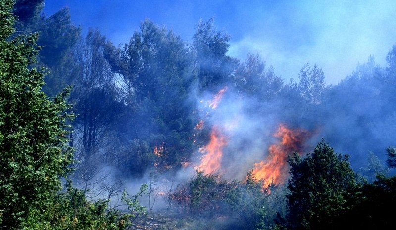 Feu de forêt