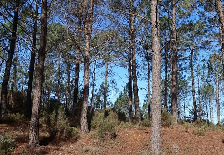 Pinède au bord du chemin