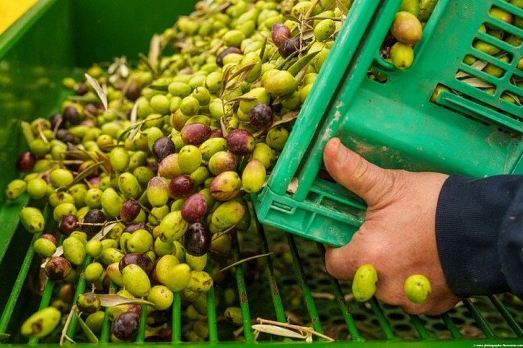Récolte des olives