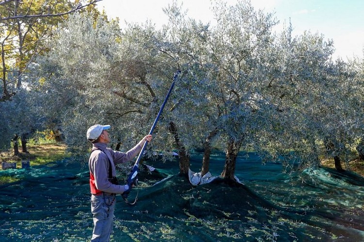 Récolte des olives