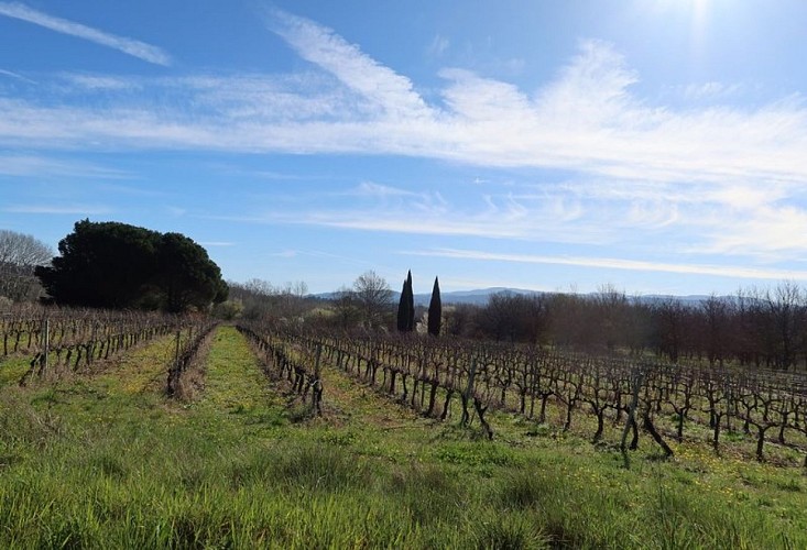 Vignes à Roussillon
