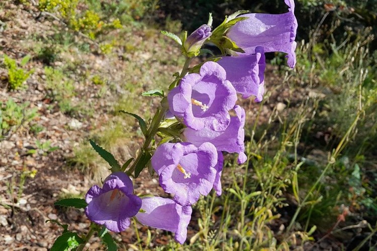 Campanule carillon