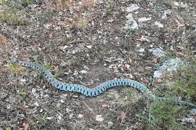 Couleuvre ocellée
