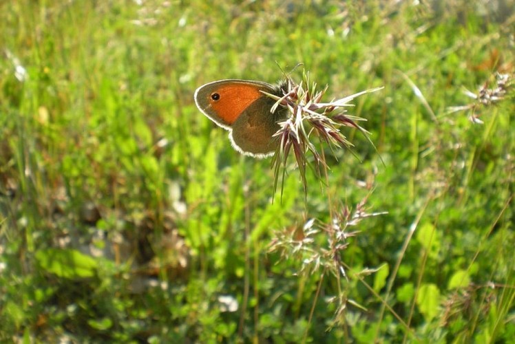 Papillon Myrtil