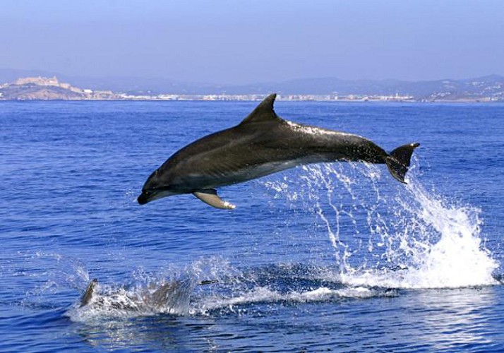 Avvistamento delfini a Gibilterra - partenza dalla Costa del Sol