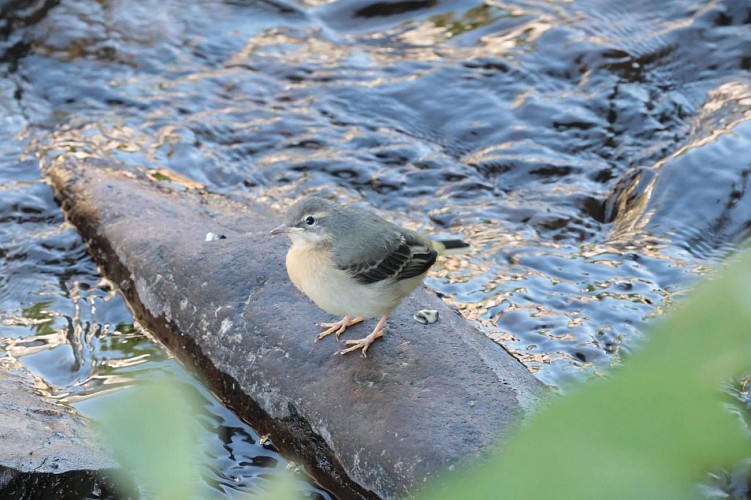 Bergeronnette des ruisseaux