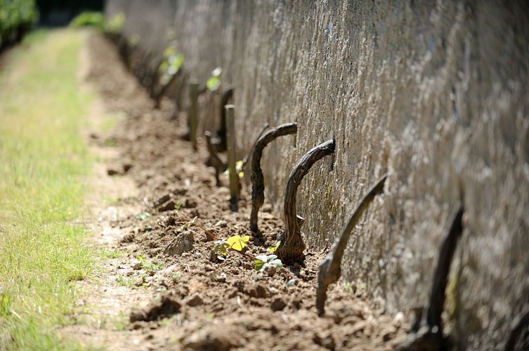 Clos d'entre les murs