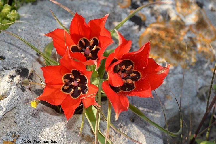 Tulipe précoce