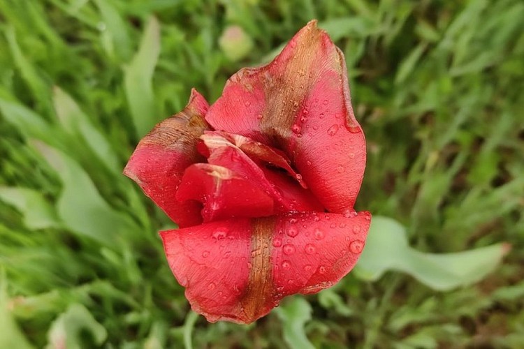 Tulipe précoce
