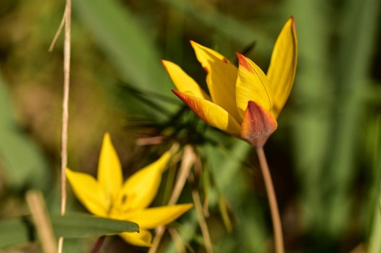Tulipe sauvage