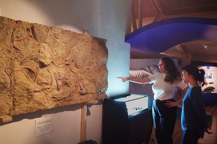 Visita guidata alla mostra “Sirene e fossili” - 07/08