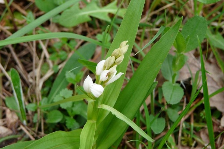 Céphalanthère à longues feuilles