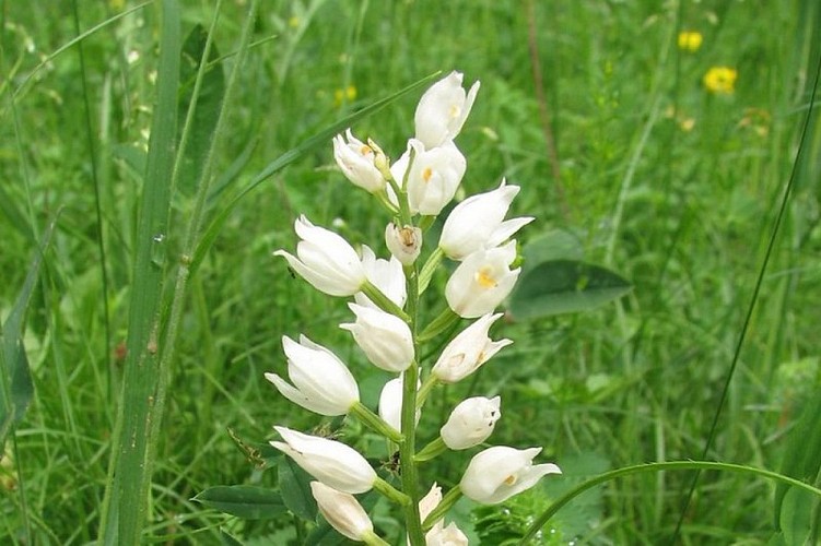 Céphalanthère à longues feuilles