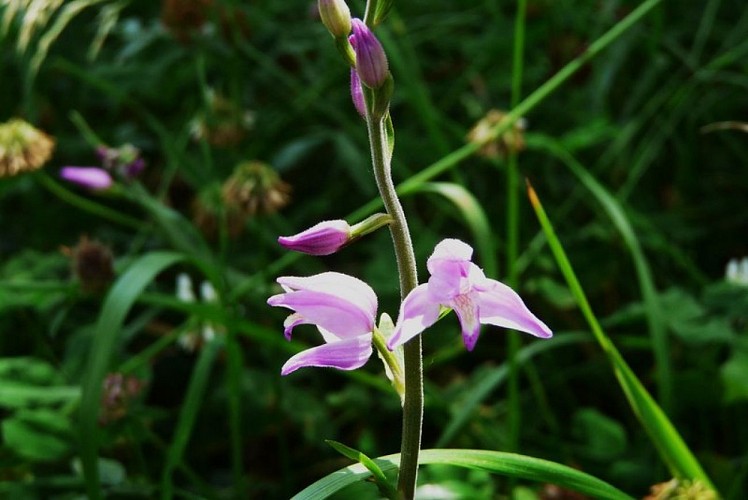Céphalanthère rouge