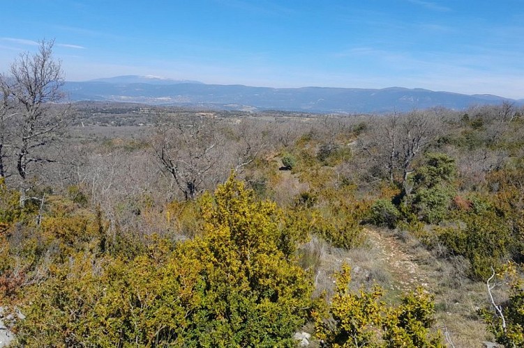Garrigue de Paris