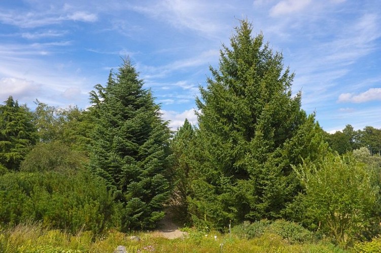 Sapins de Céphalonie
