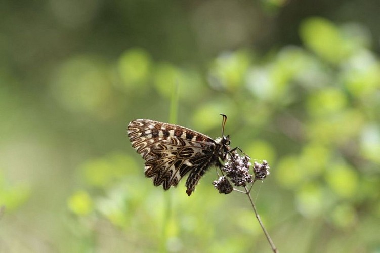 Papillon La Diane