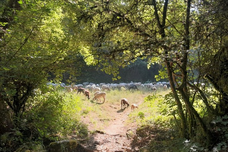 Troupeau de l'Aiguebrun