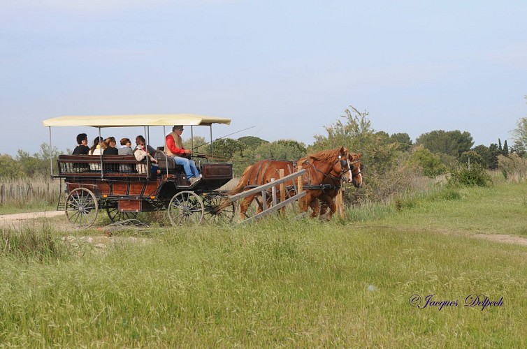 Safari Camargue Découverte - Manade des Chanoines
