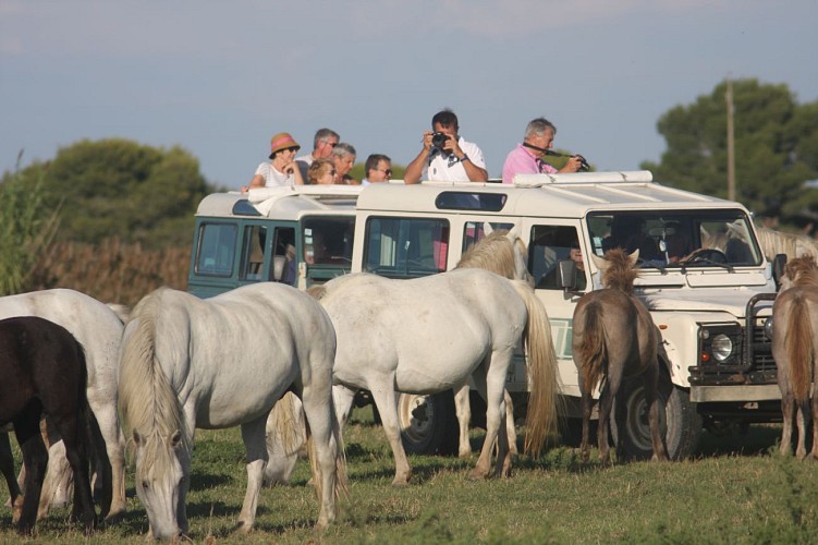 Safari Camargue Découverte - Manade des Chanoines