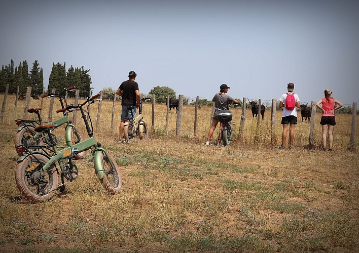 Safari Camargue Découverte - Manade des Chanoines