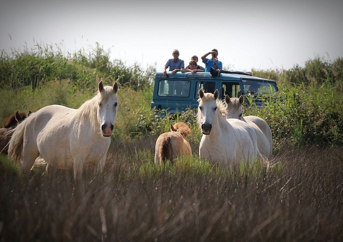 Safari Camargue Découverte - Manade des Chanoines