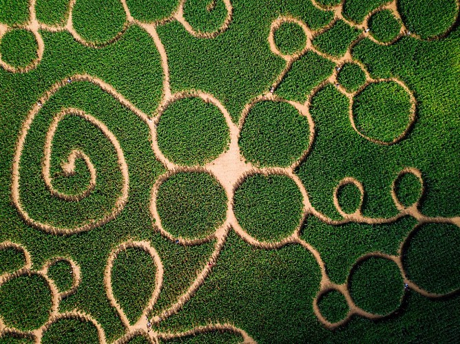Labyrinthe de maïs de Montmédy