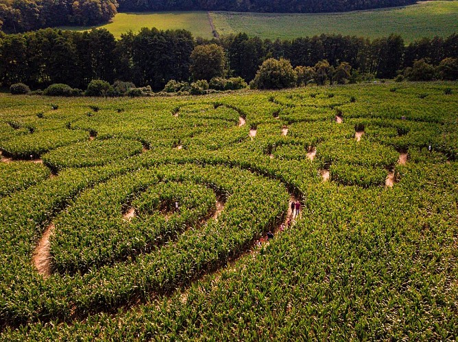 Labyrinthe de maïs de Montmédy
