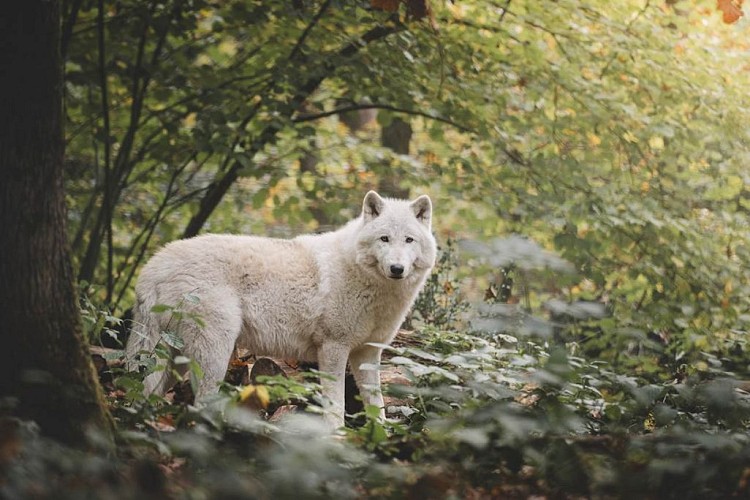Loup arctique