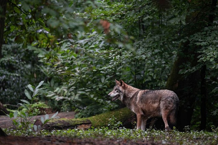 Loup gris
