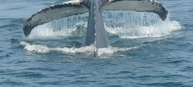 Whale observation cruise - Zodiac or boat - At Tadoussac & Baie-Sainte-Catherine