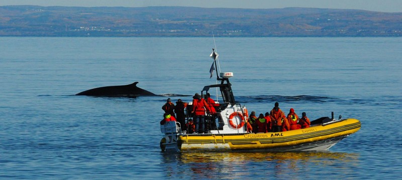 Whale observation cruise - Zodiac or boat - At Tadoussac & Baie-Sainte-Catherine