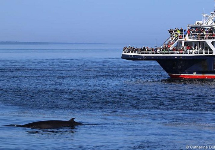Whale observation cruise - Zodiac or boat - At Tadoussac & Baie-Sainte-Catherine