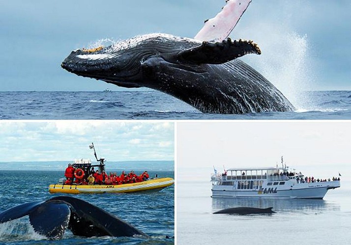 Autres Croisière d'observation des baleines Zodiac ou bateau A