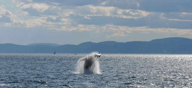 Croisière d'observation des baleines - Zodiac ou bateau - A Tadoussac & Baie-Sainte-Catherine