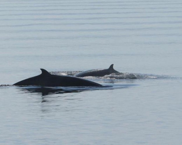 Croisière d'observation des baleines - Zodiac ou bateau - A Tadoussac & Baie-Sainte-Catherine