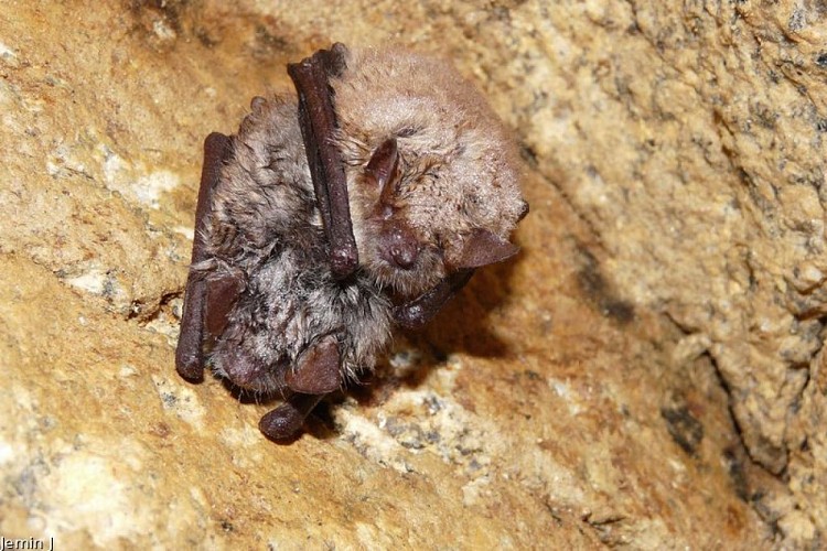 Murin à oreilles échancrées