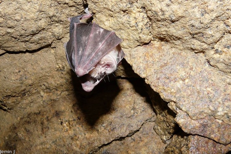 Grand Rhinolophe