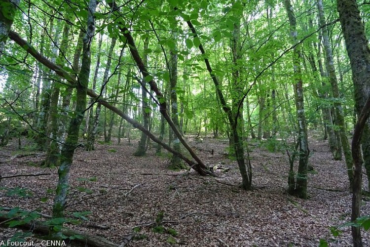 La hêtraie à houx