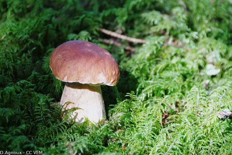 image du object