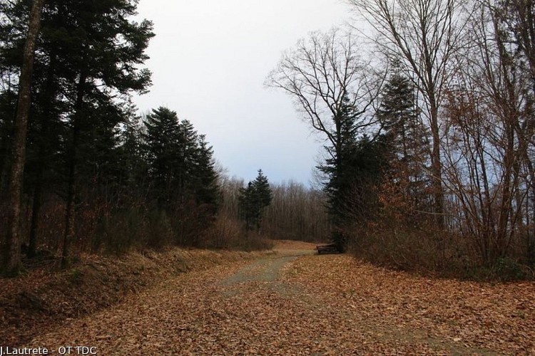 Forêt domaniale