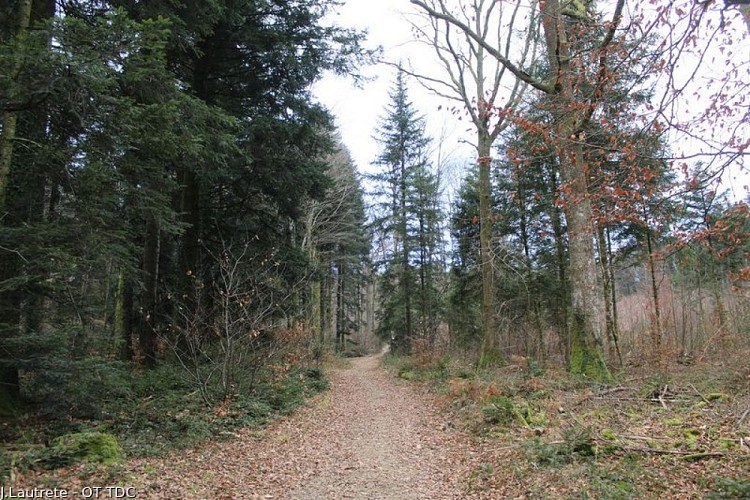 Forêt domaniale