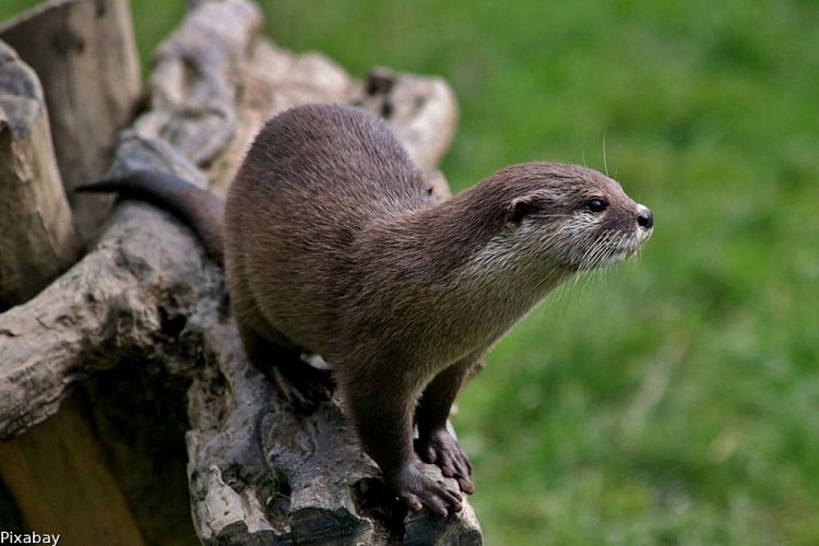 La loutre