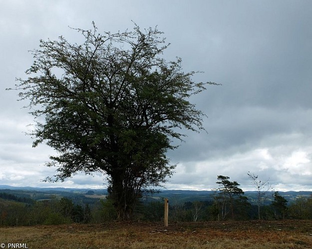 image du object