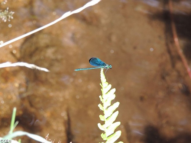 La zone humide et son ponton d’observation de la faune et la flore